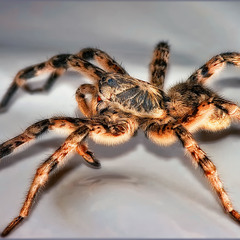 Allohogna singoriensis (южно-русский тарантул)