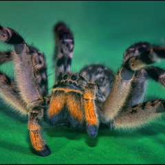 Паук Волк,он же Южно-русский тарантул,он же  Allohogna singoriensis