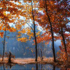 Autumn forest III