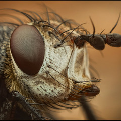 Портрет мухи