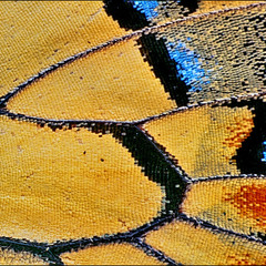 Papilio machaon (фрагмент крыла)