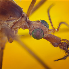 Tipula paludosa - Долгоножка вредная