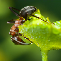 Две бульки для муравья