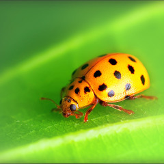 yellow ladybug