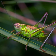 young grasshopper