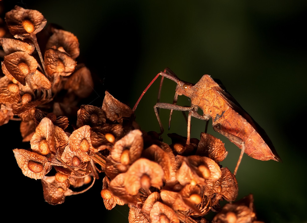Мшистый плоскохвостый геккон. Маскирующая окраска у животных. Dead leaf mantis. Мотылек мимикрия. Мимикрирование.