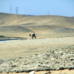 Верблюды - корабли пустыни.