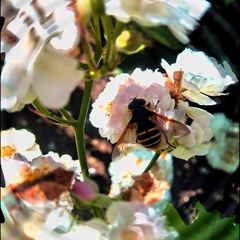 Пчёлка и цветок