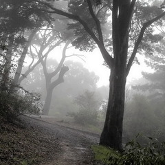 Дорожка в туман