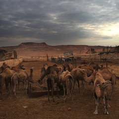 Бедуинская стоянка