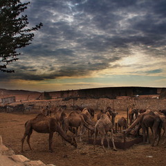 Бедуинская стоянка 2