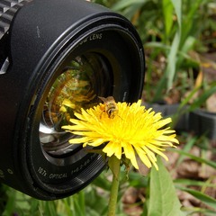 весна, пчелы и фотографы пробудились от спячки