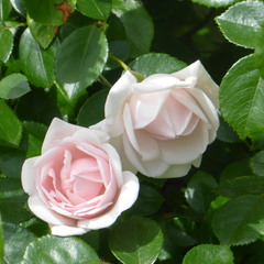 Две розовые розы