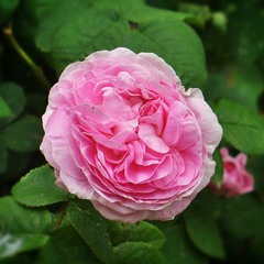 Воспоминание о розовой розе