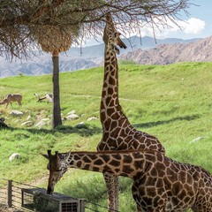 Жирафи в природному середовищі