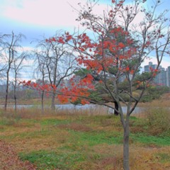 осень в Сеуле