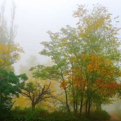 осень, утро, туман