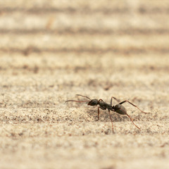 Formicidae (муравей)