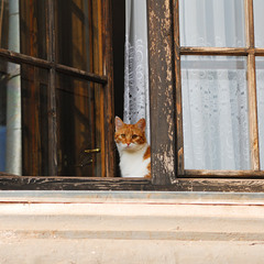 Кот и окно