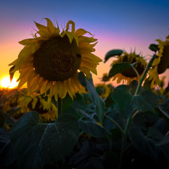 sunflowerset