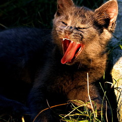 yawn (зевание)
