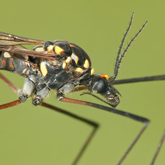 комар долгоножка