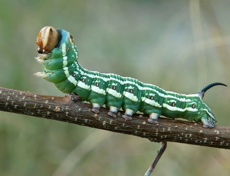 Гусеница стоит. Гусеница стоит. Большая зеленая гусеница с глазами. Гусеница бражника тополевого. Гусеница бабочки spicebush swallowtail.