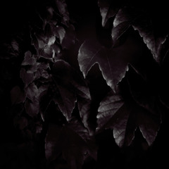 Foliage Noir
