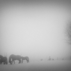 лошади на снегу