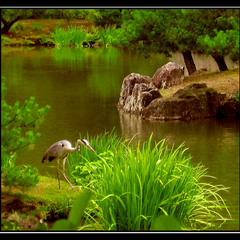 Japanese heron