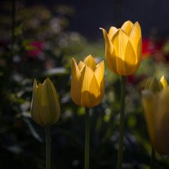 Сонячні тюльпани