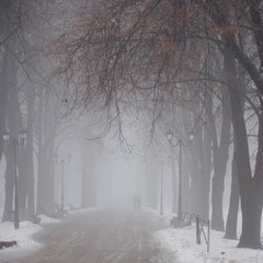 Туман в Маріїнському парку