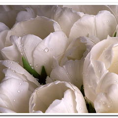 Белые тюльпаны и дождевые капли