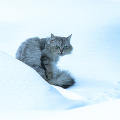 "снежный" кот...
