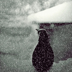 Новогодняя сказка  про грустного пингвина :  часть 1