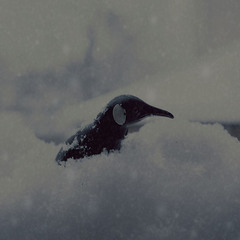 Новогодняя сказка про пингвина: конец !!!