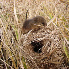 Мышь-малютка у гнезда