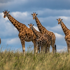 Любопытные жирафики, Уганда
