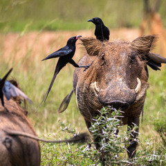 Бородавочники и их друзья вороны. Уганда.