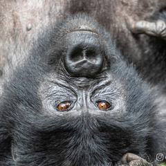 Горная горилла, Уганда
