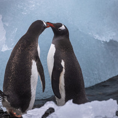 Любовь в Антарктиде