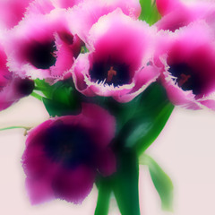 Букет розовых Тюльпанов