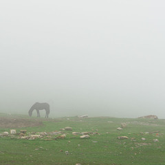 Лошадка в тумане