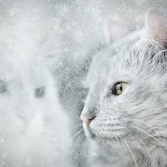 мой снежный кот