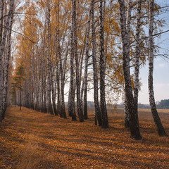 Золотава осінь Полісся
