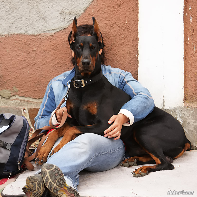доберман 1997 девушка добермана. доберманы восточно европейский овчарки добермана. собака телохранитель доберман. доберман кобель телохранитель. доберман-пинчер дрессировка.