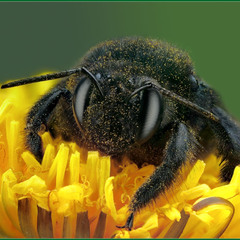 Портрет пчелы-плотника