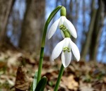 Весною сонячно