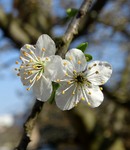 Нарешті весна