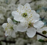 Весняний етюд